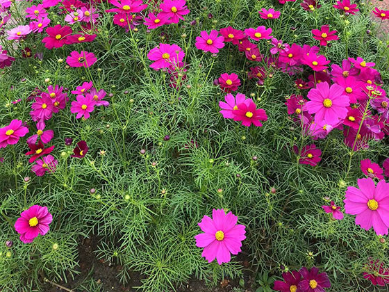 株洲庆典花篮|广场花坛摆设设计